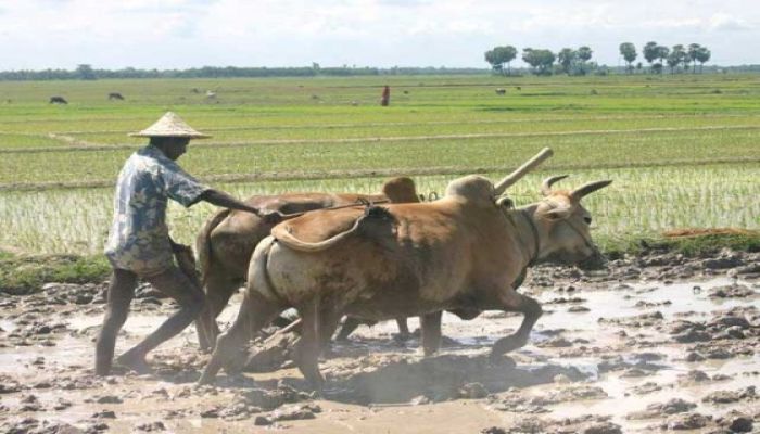  নেত্রকোনায় বিলুপ্তির পথে প্রাচীন কৃষিউপকরণ লাঙ্গল