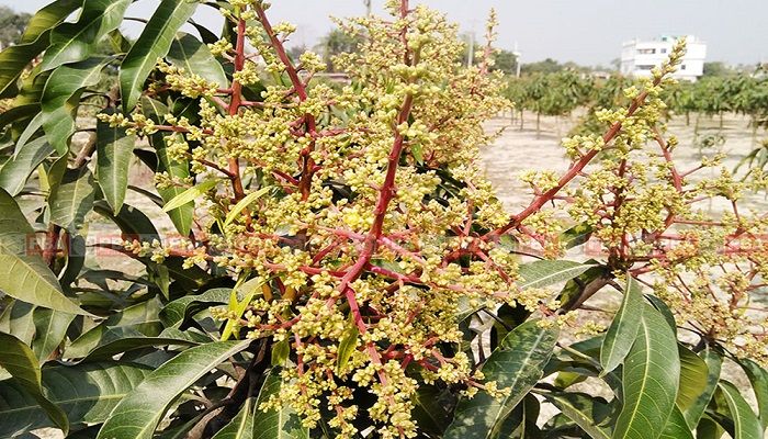  পাইকগাছায় সৌরভ ছড়াচ্ছে আমের মুকুল