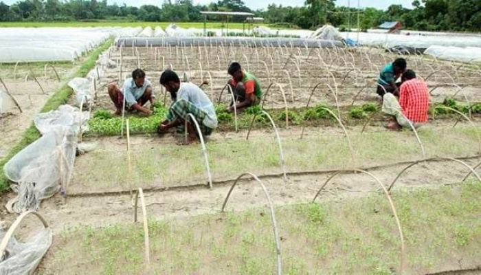 শীতের আগাম সবজি চারা পরিচর্যায় ব্যস্ত কৃষকরা