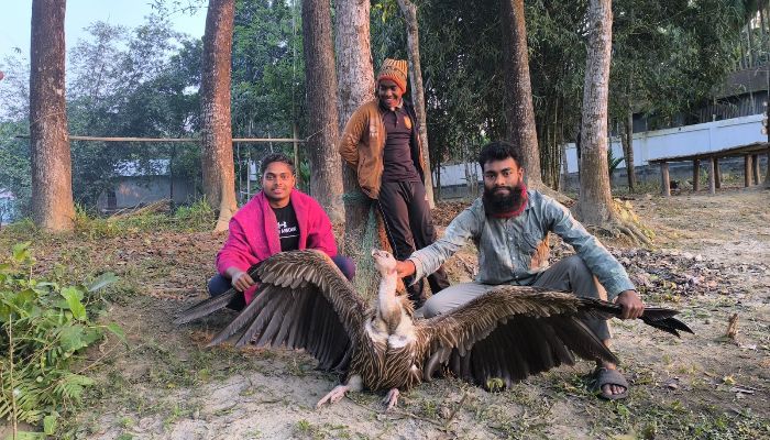 কুড়িগ্রামে দেখা মিলেছে বিপন্ন প্রজাতির শকুনের