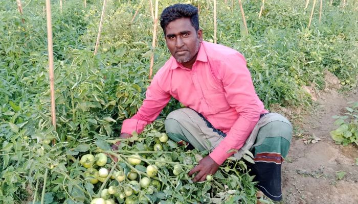 দিনমজুর থেকে সফল টমেটো চাষী গোয়াইনঘাটের আব্দুল জব্বার