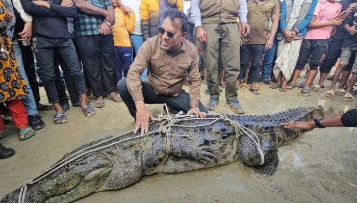 কুষ্টিয়ার পদ্মা নদীতে জেলের জালে বিশাল আকারের কুমির,গ্রামে আতঙ্ক