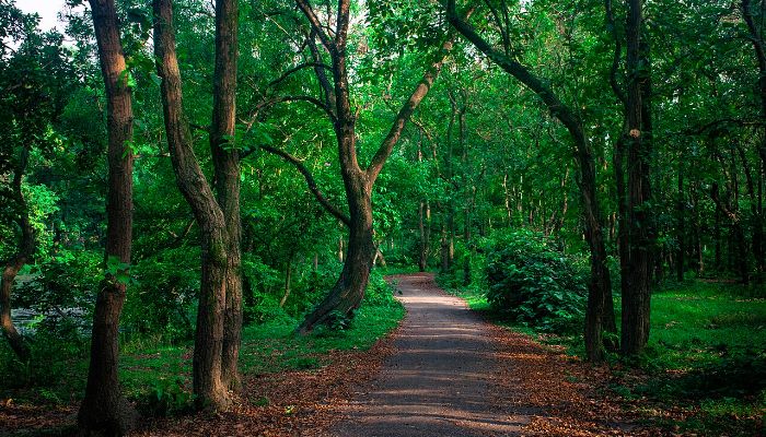 শালবনে একদিন