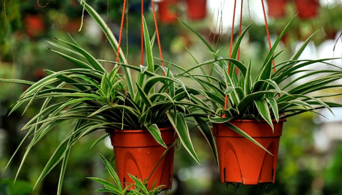 ইনডোর প্ল্যান্টের মাধ্যমে ঘরে প্রকৃতির ছোঁয়া