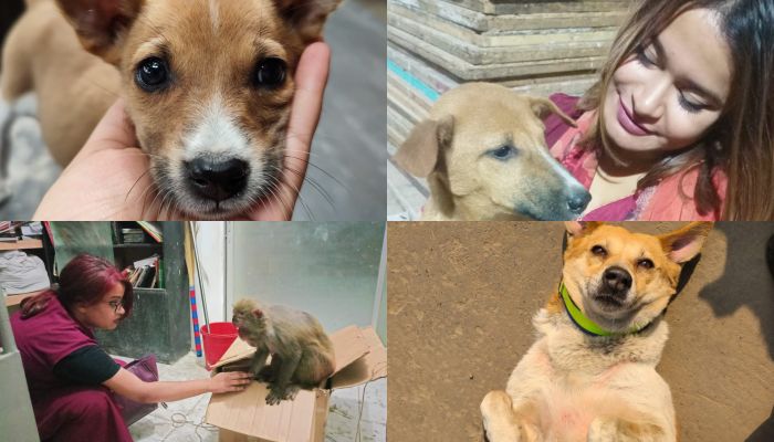 বনানীতে  রাস্তায় থাকা প্রাণীদের নিয়মিত ভ্যাকসিন ও চিকিৎসা দিচ্ছেন : রাবাব চৌধুরী