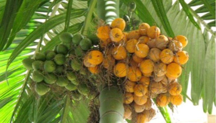 সুপারি চাষে আগ্রহ বাড়ছে কৃষকের