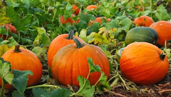 মিষ্টি কুমড়ার যত পুষ্টিগুণ