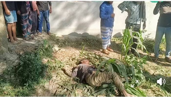 হোমনায় ভুট্টা ক্ষেতে চালককে গলা কাটা মরদহ উদ্ধার