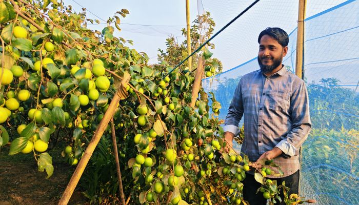 কমলগঞ্জের মাঠে বরইয়ের সমারোহ, আধুনিক কৃষিতে আজাদুরের চমক