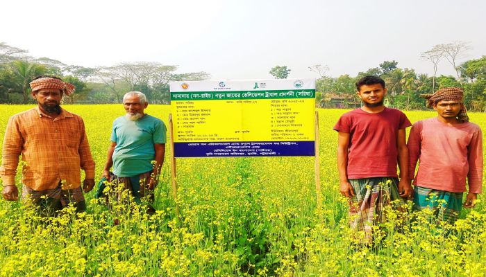 দুমকিতে সরিষা চাষে ব্যাপক সাফল্য, কৃষকদের মুখে হাসি
