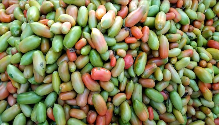 লক্ষ্মীপুরে টমেটোর বাম্পার ফলন: হিমাগার না থাকায় দুশ্চিন্তায় কৃষক