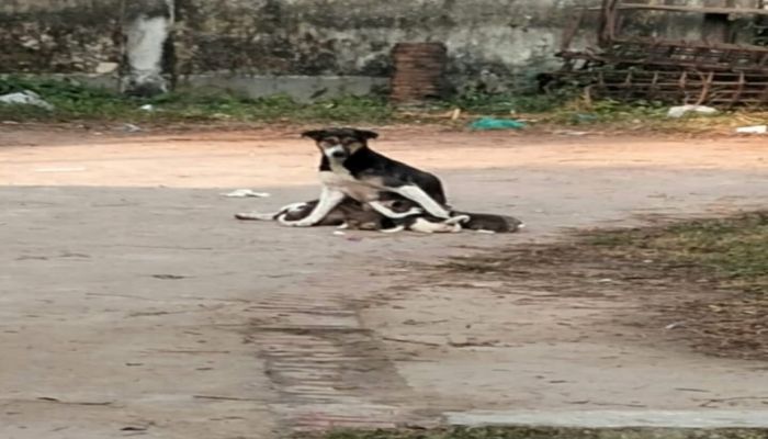চরফ্যাশনে বেওয়ারিশ কুকুরের উপদ্রব