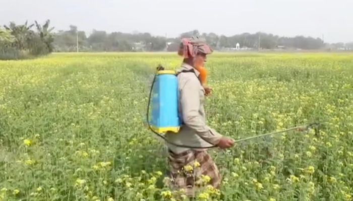 ব্রাহ্মণবাড়িয়ায় সরিষার আবাদ বৃদ্ধি, বাম্পার ফলনের আশা