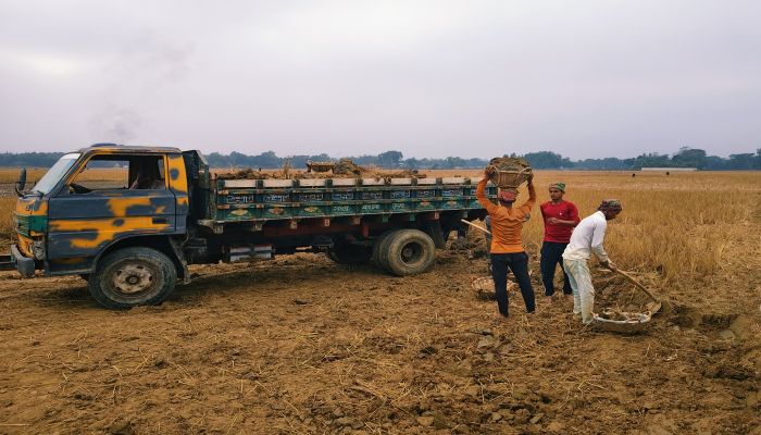 মাটি ব্যবসায়ীদের থাবায় ক্ষতবিক্ষত কমলগঞ্জের কৃষি জমি