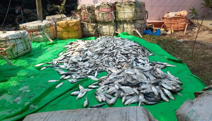 নোয়াখালীতে ২৫০০ কেজি জাটকা ইলিশ জব্দ  