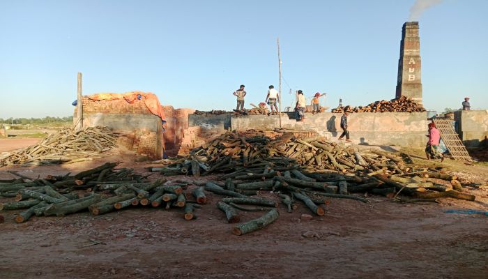 মির্জাপুরে ইটভাটায় জ্বলছে বনের কাঠ, ধ্বংস হচ্ছে পরিবেশ