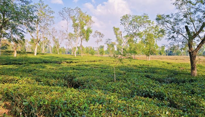 প্রতিশ্রুতির আড়ালে কি ফিরবে টেকসই উন্নয়ন?