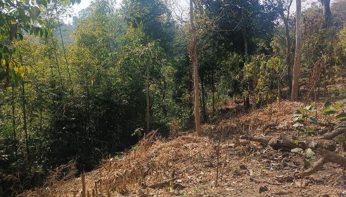 সামজিক বনায়নের গাছ বিনস্ট করে পান জুম, সরকার বঞ্চিত রাজস্ব আয় থেকে