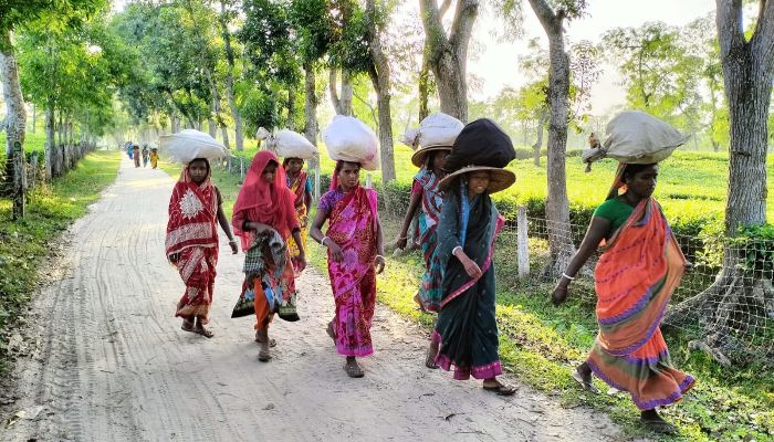 জয়-পরাজয়ে নিয়ামক হতে পারে চা-শ্রমিক ও সনাতনীদের ভোটে