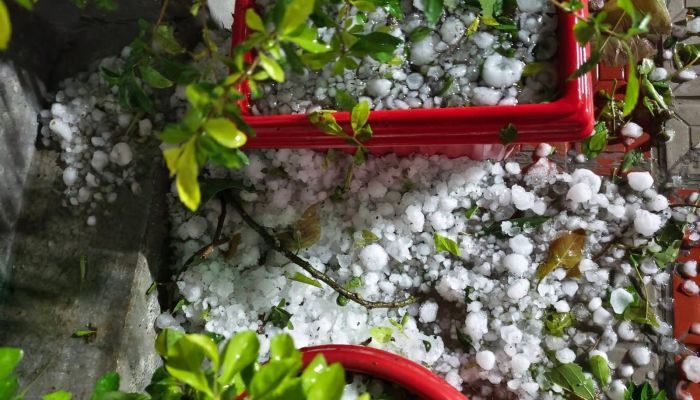 কালবৈশাখী ও শিলাবৃষ্টির তাণ্ডবে নীলফামারীতে ফসলের ব্যাপক ক্ষতি, দিশেহারা কৃষক