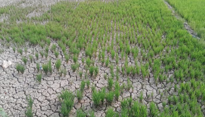 বড়লেখায় বোরো আবাদে পানির তীব্র সংকট  ভর মৌসুমে সেচ সংকটে দুশ্চিন্তায় কৃষক