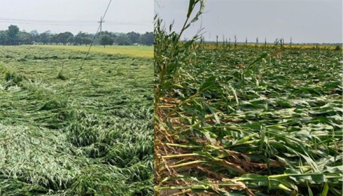 কিশোরগঞ্জে শিলাবৃষ্টিতে ফসলের ব্যাপক ক্ষয়ক্ষতি