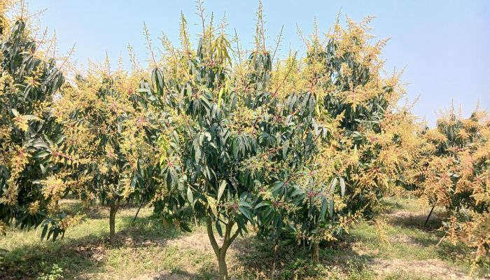 আশার মুকুলে আমের অর্থনীতি, দামে অনিশ্চয়তায় চাষিরা