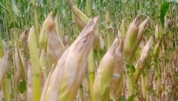 সিরাজগঞ্জের চরাঞ্চলসহ বিভিন্ন স্হানে ভুট্টার বাম্পার ফলন 