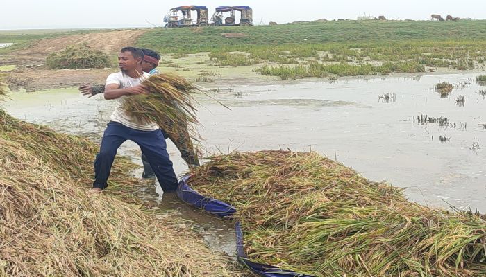 হাওর অঞ্চলে কৃষি ভর্তুকির অভাব,  কৃষকের চরম দুর্দশা