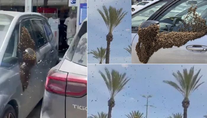 ইসরাইলের শহরে ঝাঁকে ঝাঁকে মৌমাছির হানা, ছড়িয়ে পড়েছে আতঙ্ক