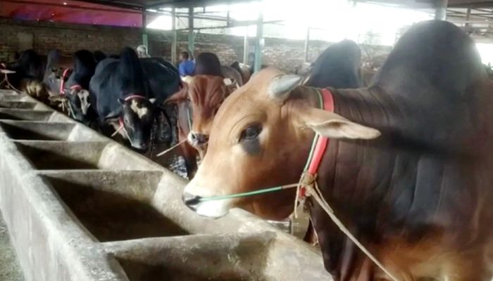 ঈদ ঘিরে ব্রাহ্মণবাড়িয়ায় ব্যস্ত খামারিরা, চলছে কোরবানির পশু পরিচর্যার ধুম