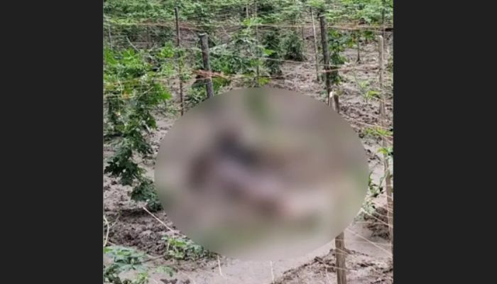 ফসলি জমিতে পড়ে ছিল যুবকের মরদেহ