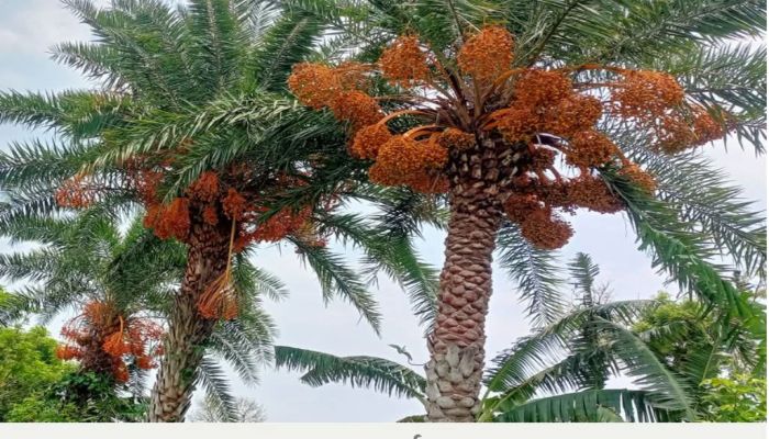 লোহাগড়ায় একসময়ের জনপ্রিয় দেশি খেজুর এখন গাছেই নষ্ট হচ্ছে