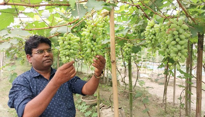 ফুলবাড়ীতে বাণিজ্যিকভাবে বাইনুর জাতের আঙ্গুর চাষে বাজিমাত দুই উদ্যোক্তার 