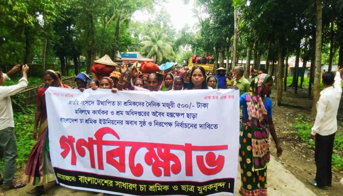 চা শ্রমিকদের দৈনিক ৫০০ টাকা মজুরি ও নিরপেক্ষ নির্বাচনের দাবিতে কমলগঞ্জে উত্তাল বিক্ষোভ