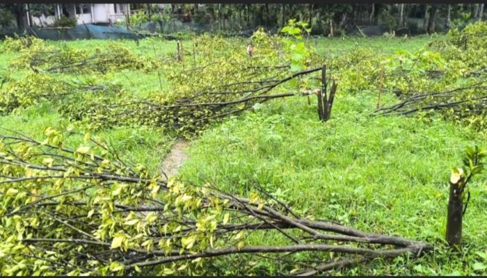 চড়া সুদে ঋণের টাকায় গড়া বাগানের হাজারেরও বেশি কমলা গাছ কেটে ফেলার অভিযোগ