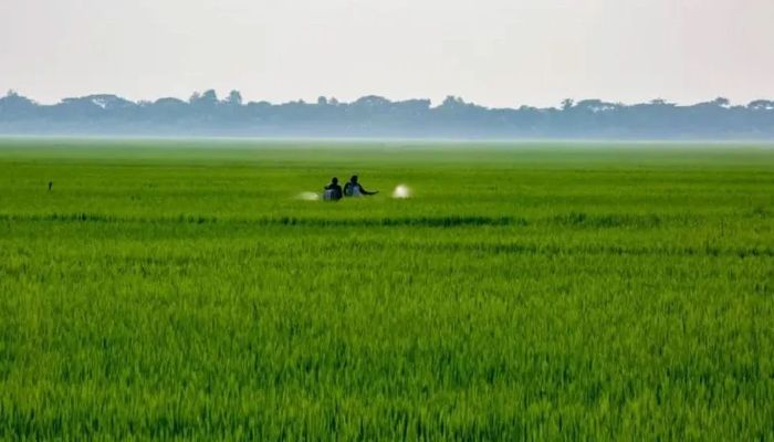 সারের সংকট কাটাতে ন্যানো ফার্টিলাইজার কতটা কার্যকর